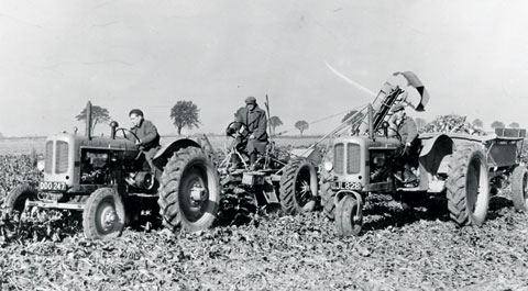 Early beet lifting