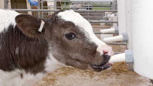 calf-drinking-milk