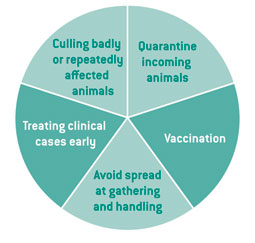 Stamp Out Lameness 5 point plan