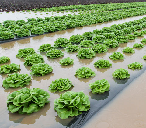 flooded lettuce