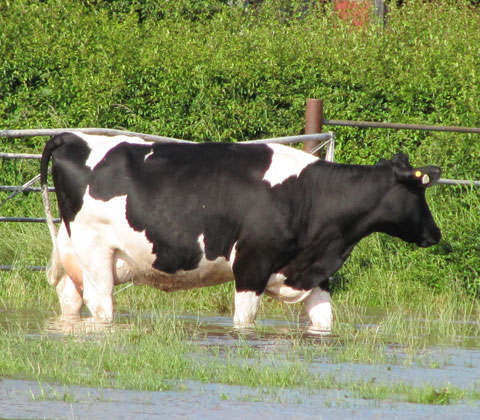 cow in flood