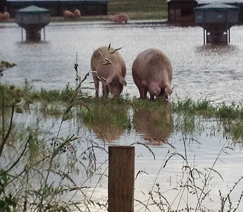pigs in flood