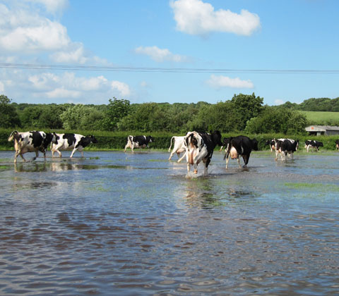 cows in flood
