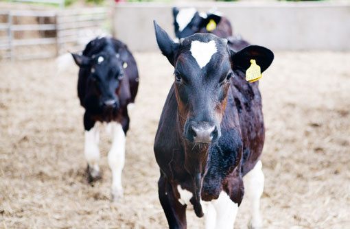 Veal calves