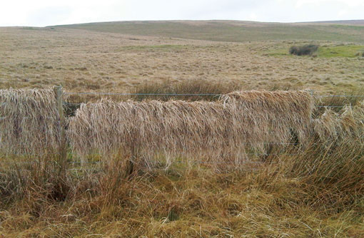 Purple moor grass