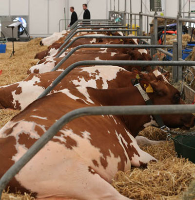 Livestock 2012 cattle lying down