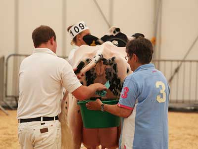 Livestock 2012 cattle judging