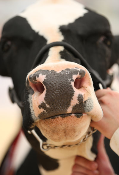 Livestock 2012 cow close up