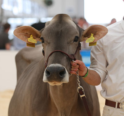 Livestock 2012 brown swiss