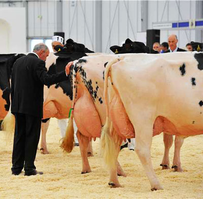 Livestock 2012 show judging