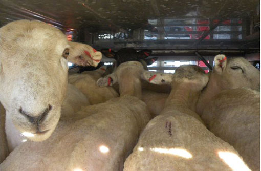  The sheep being transported