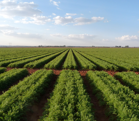 south africa carrot crop