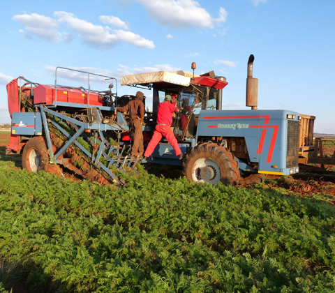 south africa carrot harvest