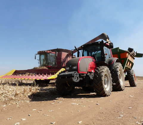 south africa maize harvest