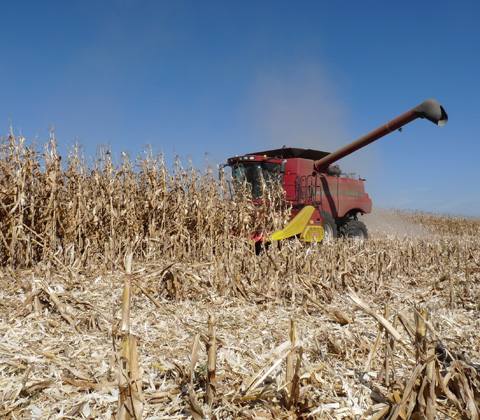 south africa maize