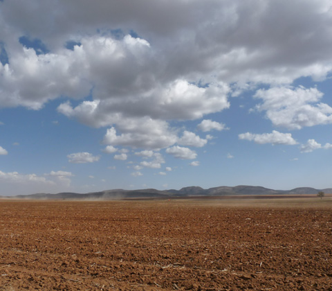 south africa maize stubble