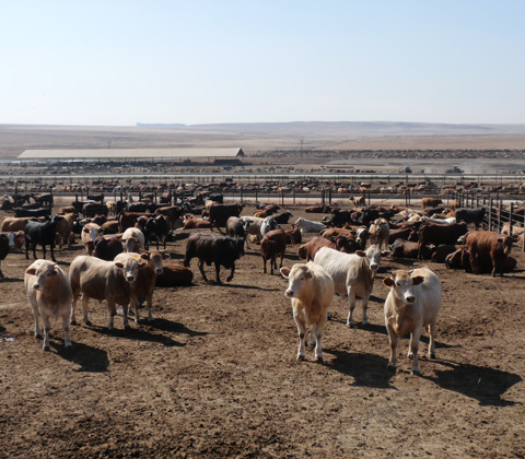 south africa cattle