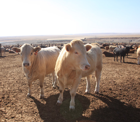 south africa cattle