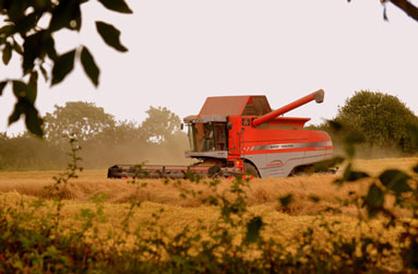 Massey in trees