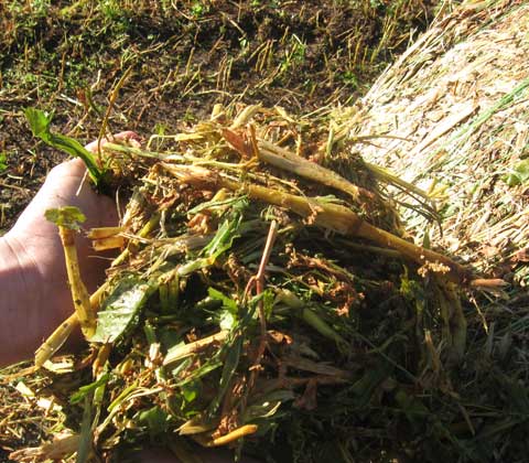 maize baling