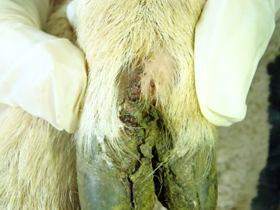 Fig1 lameness