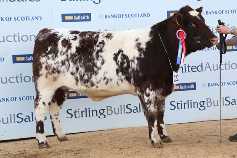 Stirling Bull Sales 2012