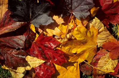 fallen leaves