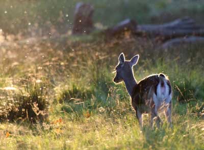 deer in field