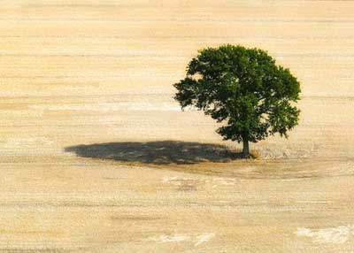 harvested field and tree