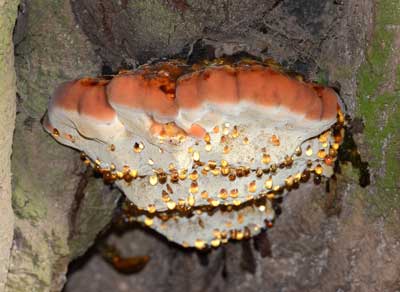 fungus on a tree