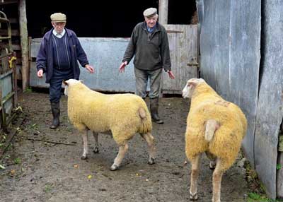 men herding sheep