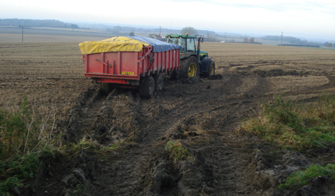 wet potato harvest