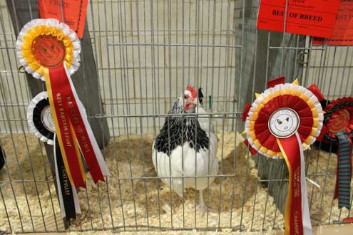 National Championship Show