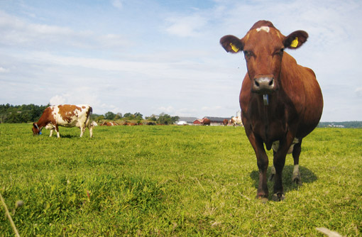 Livestock farming on the Swedish extremes - Farmers Weekly