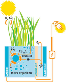 Plant-microbial fuel cell