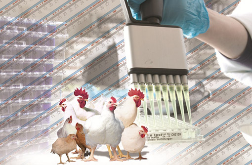 Chicken genome illustration