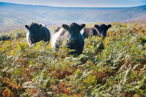 uplands-cows