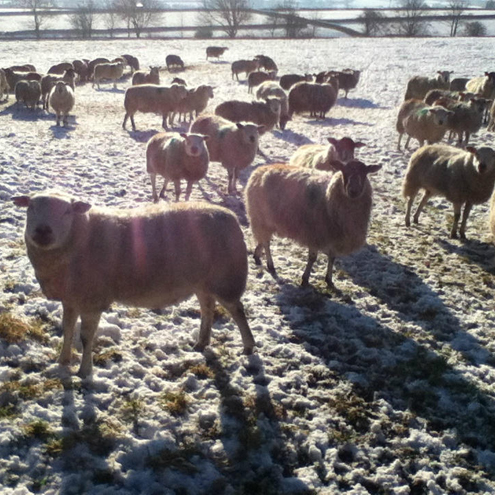 Sheep in snowy field