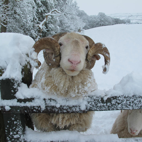 A snowy North Yorks Moors scene with tup