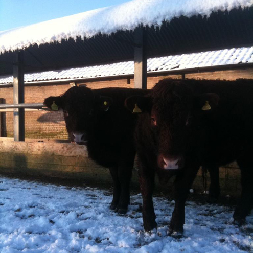 Red Ruby Devon cattle in the snow