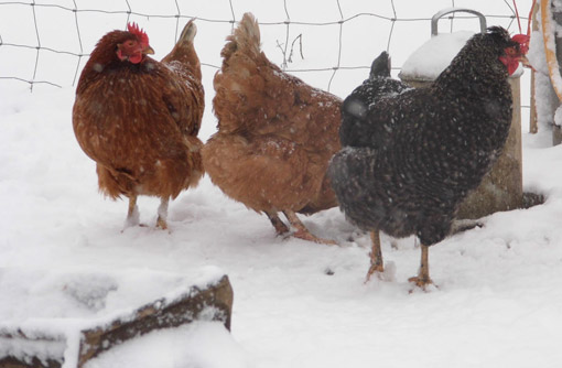 Whitehorse Farm