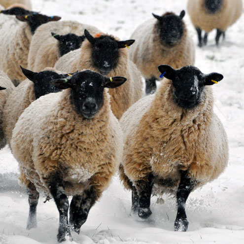 Sheep in snow