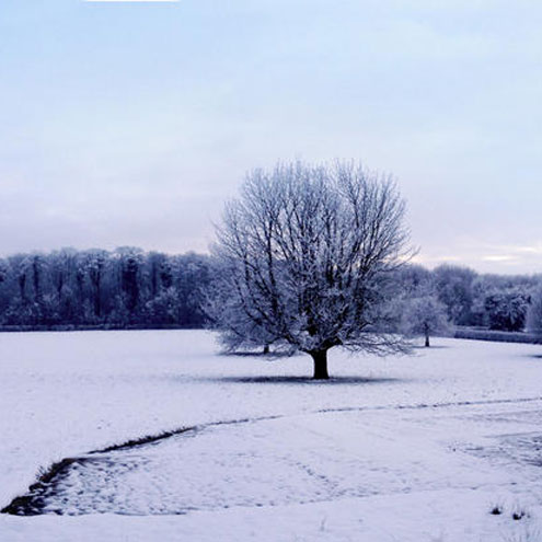 tree in snow