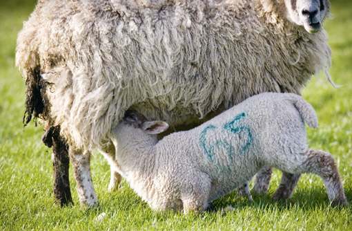 Lamb feeding