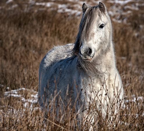 horse