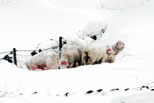 Stranded livestock in Northern Ireland await the arrival of fodder, dropped by a Chinook helicopter