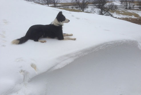 Dog in snow on James Rebank's farm