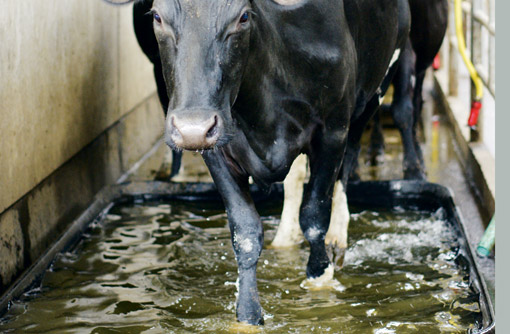 foot-bath