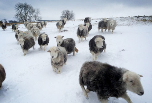 Sheep in snow on James Rebank's farm