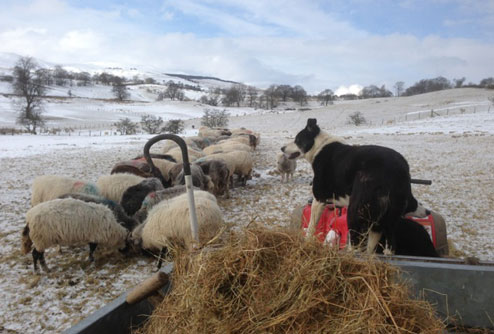 Dog watches sheep in snow on James Rebank's farm